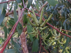 Eucalyptus cornuta