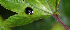 Harmonia axyridis