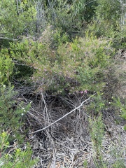 Boronia rivularis