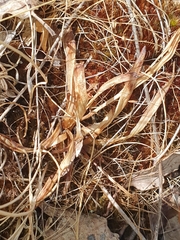 Spiranthes aestivalis