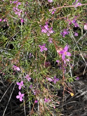 Boronia rivularis