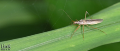 Nabis stenoferus