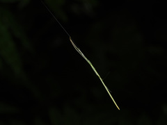 Ariamnes cylindrogaster