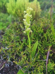 Platanthera pollostantha