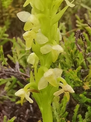 Platanthera pollostantha