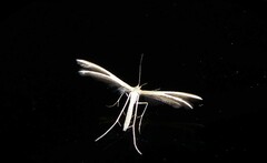 Pterophorus innotatalis