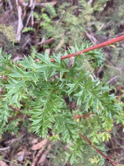 Grevillea acanthifolia