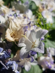 Campanula