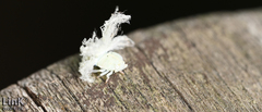 Ricania sublimata