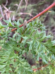 Grevillea acanthifolia