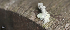 Ricania sublimata