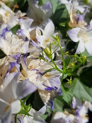 Campanula