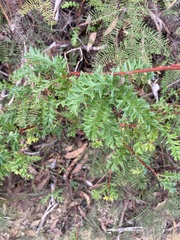 Grevillea acanthifolia