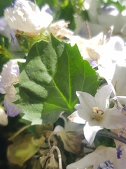 Campanula