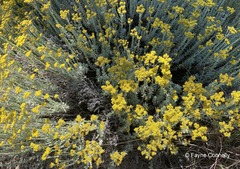 Helichrysum callicomum