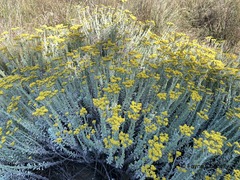 Helichrysum callicomum