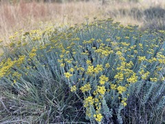 Helichrysum callicomum