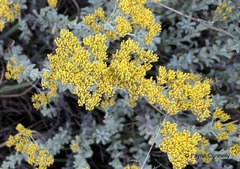 Helichrysum callicomum