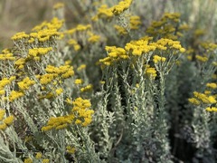 Helichrysum callicomum