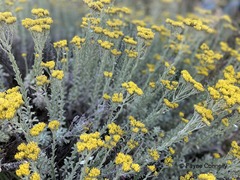 Helichrysum callicomum