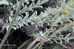 Helichrysum callicomum