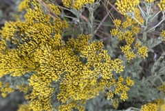 Helichrysum callicomum