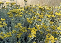 Helichrysum callicomum