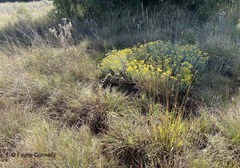 Helichrysum callicomum