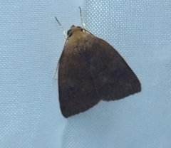 Calymera