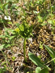 Botrychium lanceolatum