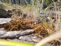 Spiranthes aestivalis