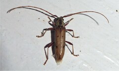 Eburida quadriguttata