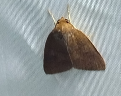 Calymera