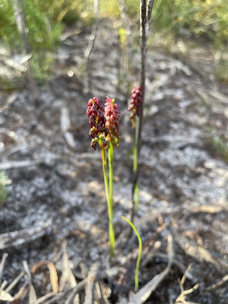 Genoplesium confertum