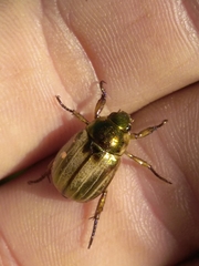 Anomala dubia