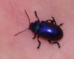 Oreina cacaliae