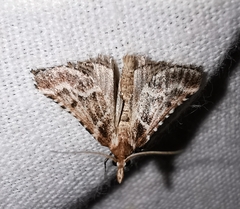 Stemmatophora borgialis