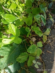 Potentilla fragarioides