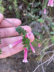Epacris reclinata