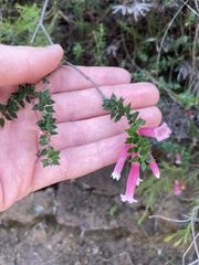 Epacris reclinata