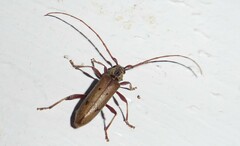 Eburida quadriguttata