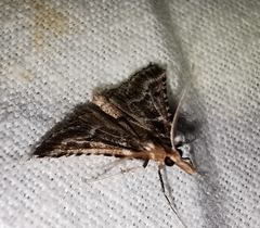 Stemmatophora borgialis