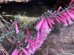 Epacris reclinata