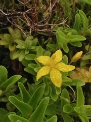 Lysimachia azorica