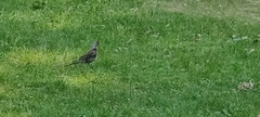 Turdus pilaris