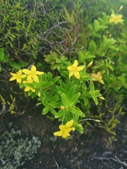Lysimachia azorica