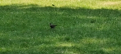 Turdus pilaris
