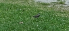 Turdus pilaris