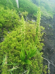 Platanthera pollostantha