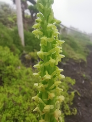 Platanthera pollostantha